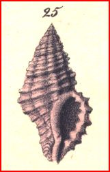 Detrito Malta3- Muricopsis cristatus f. inermis